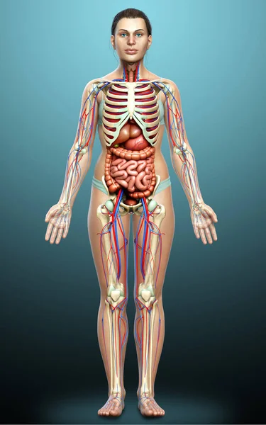 Utförd Medicinskt Korrekt Illustration Kvinnliga Inre Organ Skelett Och Cirkulationssystem — Stockfoto