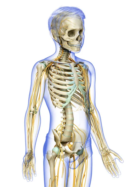 3D对一个小男孩神经系统和骨骼系统进行了精确的医学描述 — 图库照片