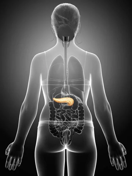 Üretilmiş Tıbben Doğru Bir Kadın Pankreası — Stok fotoğraf