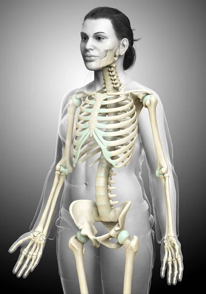3Dレンダリングされた女性の骨格系の医学的に正確なイラスト — ストック写真