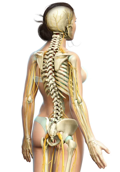 Medisch Nauwkeurige Illustratie Van Een Vrouwelijk Zenuwstelsel Skeletsysteem — Stockfoto