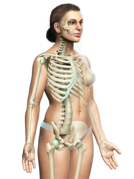 Illustration Médicalement Précise Squelette Féminin — Photo