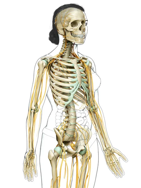 Оказана Медицинская Точная Иллюстрация Женской Нервной Системы Скелетной Системы — стоковое фото