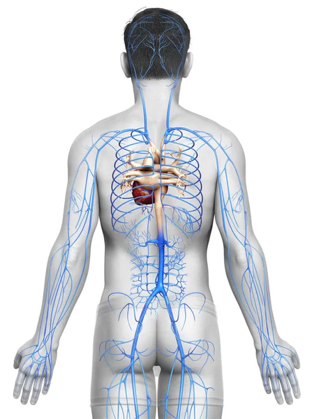 Reso Illustrazione Clinicamente Accurata Anatomia Delle Vene Maschili — Foto Stock