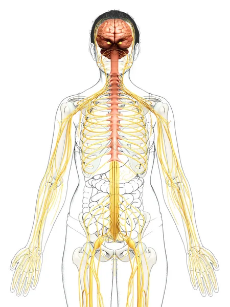 Gerenderte Medizinisch Korrekte Darstellung Eines Weiblichen Nervensystems — Stockfoto