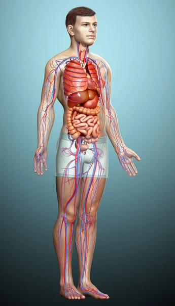 Оказана Медицинская Точная Иллюстрация Мужской Кровеносной Системы Внутренних Органов — стоковое фото
