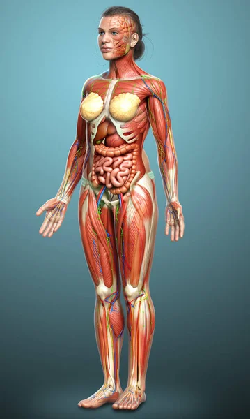 Rendered Medically Accurate Female Anatomy — Stock Photo, Image