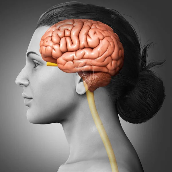 Тривимірна Медично Точна Ілюстрація Анатомії Жіночого Мозку — стокове фото