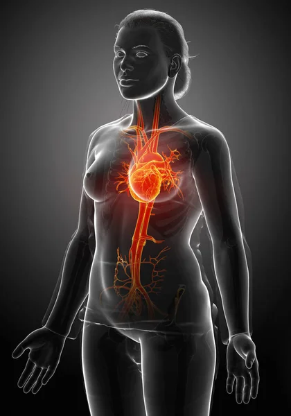 Renderizado Ilustración Médicamente Precisa Naranja Resaltado Corazón Femenino —  Fotos de Stock