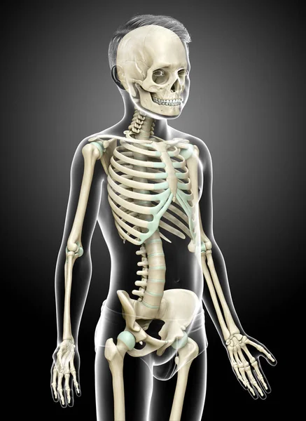 Återges Medicinskt Korrekt Illustration Ung Pojke Skelett System — Stockfoto
