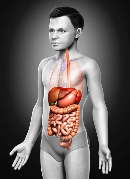 Renderizado Medicamente Ilustração Precisa Menino Digestivo Syste — Fotografia de Stock