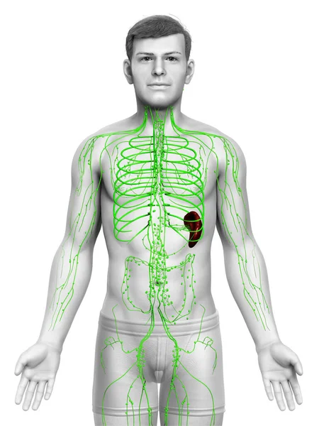 Renderizado Ilustración Médicamente Precisa Sistema Linfático Masculino — Foto de Stock