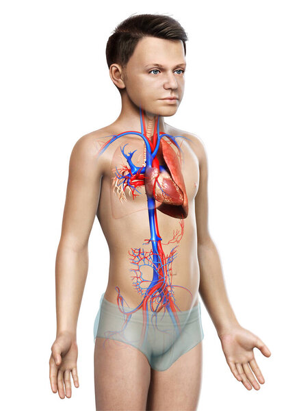 3D рендеринг, медицинская точная иллюстрация анатомии легких мальчика
