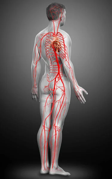 3D对男性动脉进行了准确的医学描述 — 图库照片