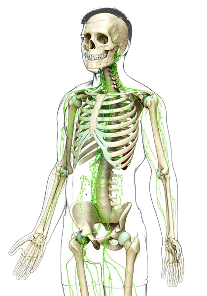 Gerenderte Medizinisch Genaue Darstellung Eines Männlichen Lymphsystems — Stockfoto