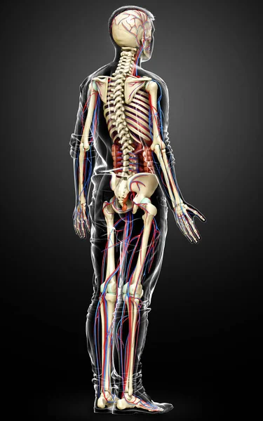Тривимірна Медично Точна Ілюстрація Чоловічих Внутрішніх Органів Скелета Системи Кровообігу — стокове фото