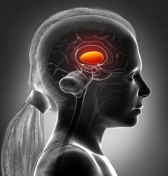Renderizado Ilustración Médicamente Precisa Anatomía Cerebros Niña Putamen —  Fotos de Stock