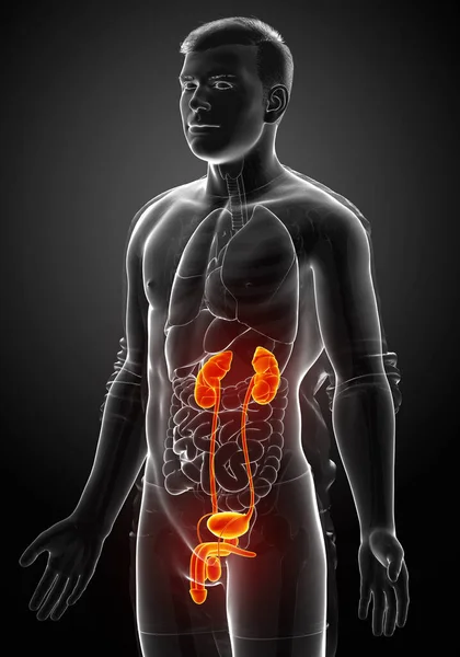 Reso Illustrazione Clinicamente Accurata Dei Reni Evidenziati Del Sistema Urinario — Foto Stock