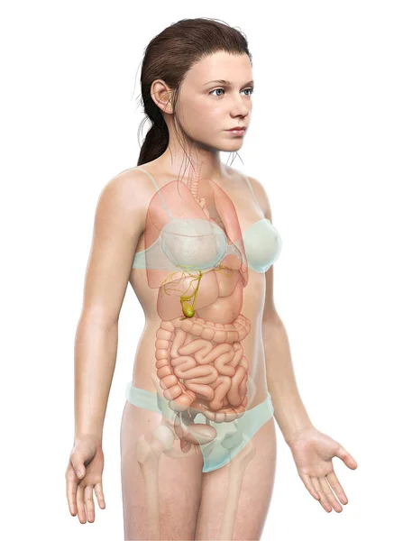 3D对年轻女孩胆囊解剖进行了准确的医学描述 — 图库照片