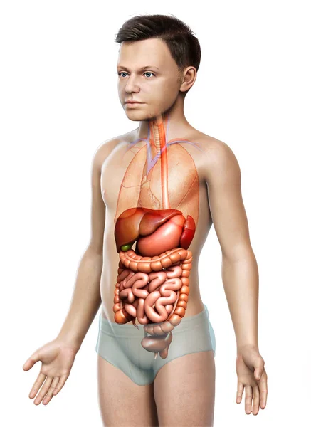 Оказана Медицинская Точная Иллюстрация Мальчика Пищеварительной Системы — стоковое фото