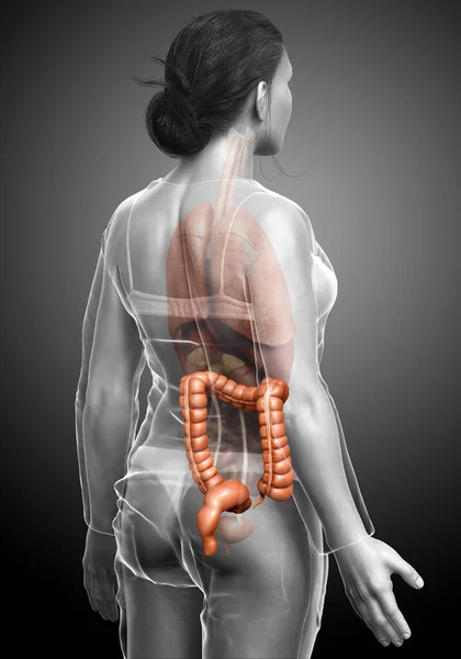 Renderizado Ilustração Medicamente Precisa Anatomia Intestino Grosso Feminino — Fotografia de Stock