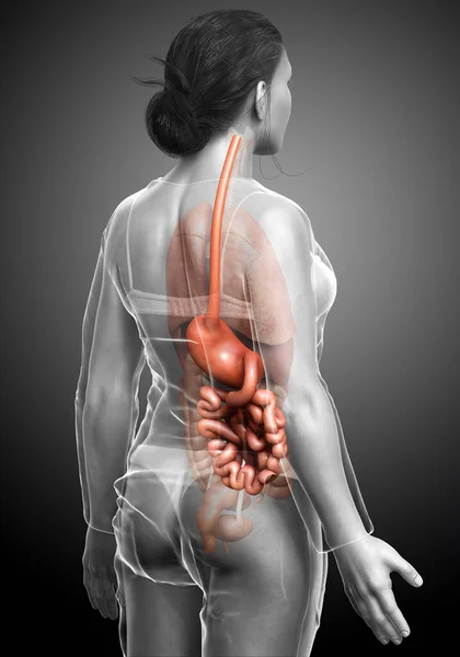 Renderowane Medycznie Dokładna Ilustracja Żeńskiego Żołądka Jelita Cienkiego — Zdjęcie stockowe