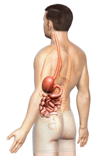Renderowane Medycznie Dokładna Ilustracja Męskiego Żołądka Jelita Cienkiego — Zdjęcie stockowe