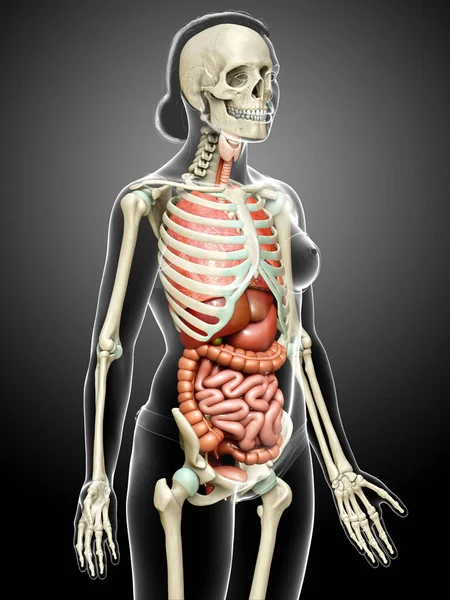 Rendered Medically Accurate Illustration Female Internal Organs Skeleton Syste — Stock Photo, Image