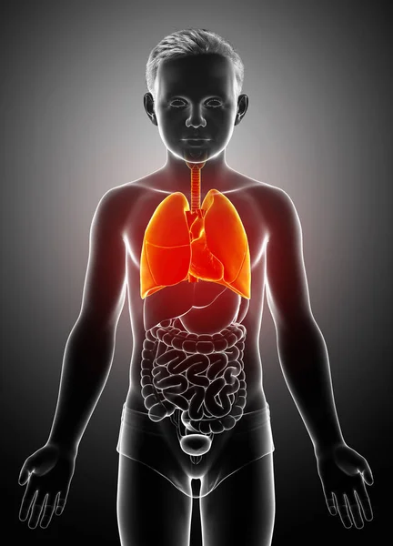 3Dレンダリング 若い男の子の肺の解剖学の医学的に正確なイラスト — ストック写真