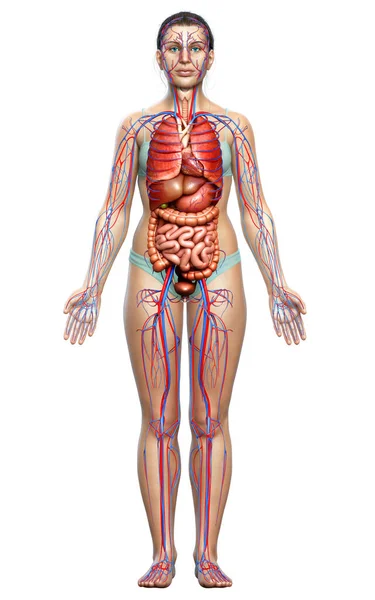 3Dは 医学的に女性の正確なイラストをレンダリング 内部器官や循環系 — ストック写真