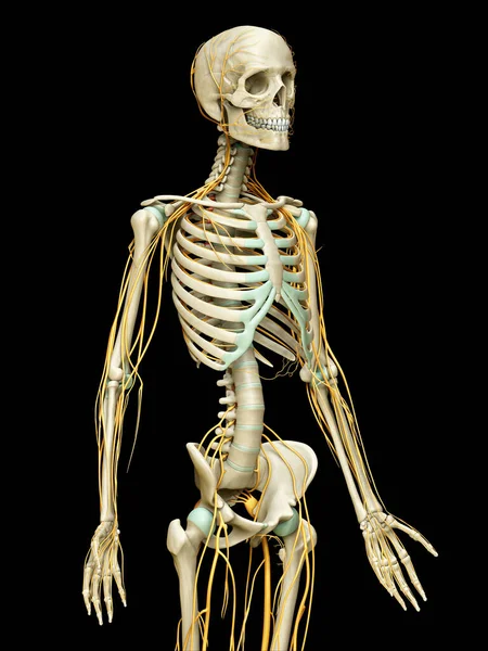 Тривимірна Медично Точна Ілюстрація Нервової Системи Скелетної Системи — стокове фото