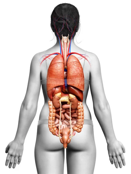3D对女性内脏器官进行了准确的医学描述 — 图库照片