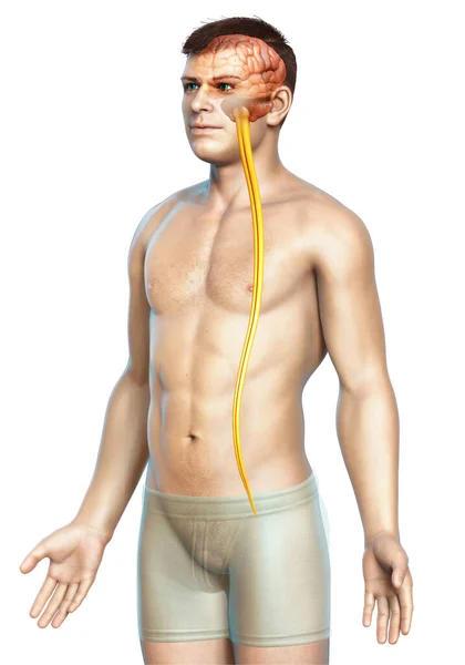 3Dは男性の脳の医学的に正確なイラストを描きました — ストック写真