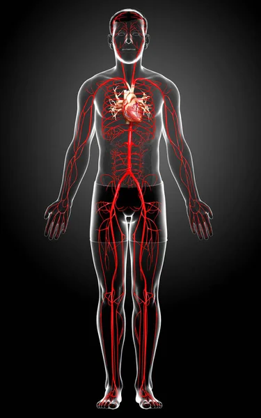 Reso Illustrazione Clinicamente Accurata Delle Arterie Maschili — Foto Stock