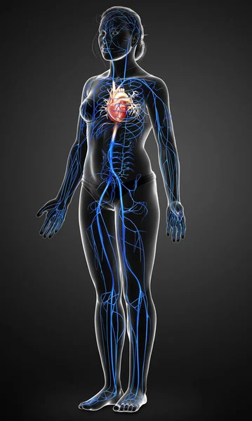 3Dは女性の静脈解剖学の医学的に正確なイラストをレンダリングしました — ストック写真