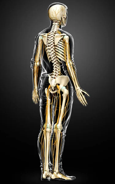 Renderizado Ilustração Medicamente Precisa Sistema Nervoso Sistema Esqueleto — Fotografia de Stock
