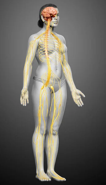 Renderowane Medycznie Dokładna Ilustracja Żeńskiego Układu Nerwowego — Zdjęcie stockowe