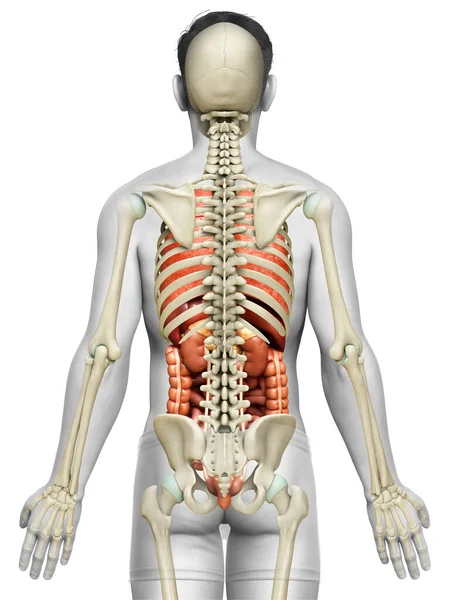 3Dは 男性の医療的に正確なイラストをレンダリング 内部器官や骨格系 — ストック写真