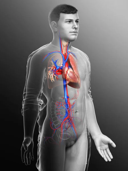 Vykreslené Lékařsky Přesné Ilustrace Mužské Plicní Anatomie — Stock fotografie