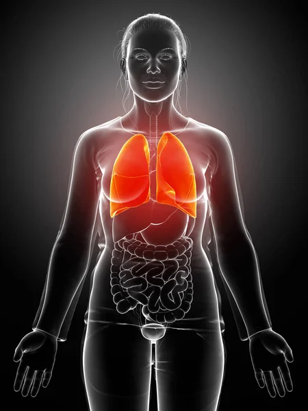 Gerenderte Medizinisch Korrekte Darstellung Einer Weiblichen Lungenanatomie — Stockfoto