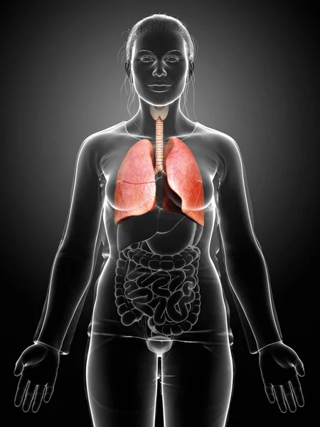 Renderizado Ilustración Médicamente Precisa Una Anatomía Pulmonar Femenina — Foto de Stock