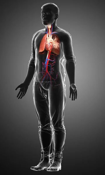Erkek Akciğer Anatomisinin Boyutlu Tıbben Doğru Bir Örneği — Stok fotoğraf