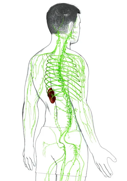 Rendu Illustration Médicalement Précise Système Lymphatique Masculin — Photo