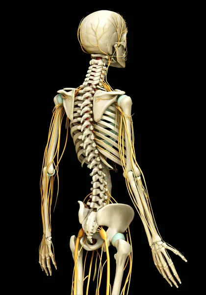 Оказана Медицинская Точная Иллюстрация Нервной Системы Скелетной Системы — стоковое фото