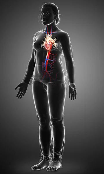 Reso Illustrazione Clinicamente Accurata Del Cuore Femminile — Foto Stock