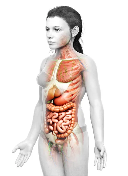 Medisch Accuraat Gemaakt Van Jonge Meisje Anatomie — Stockfoto