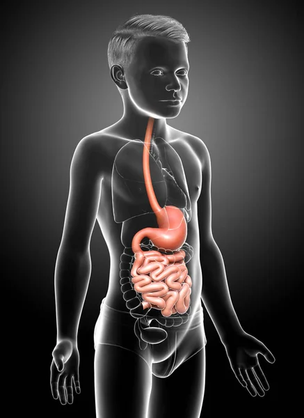 Renderizado Ilustración Médicamente Precisa Estómago Joven Niño Intestino Delgado — Foto de Stock