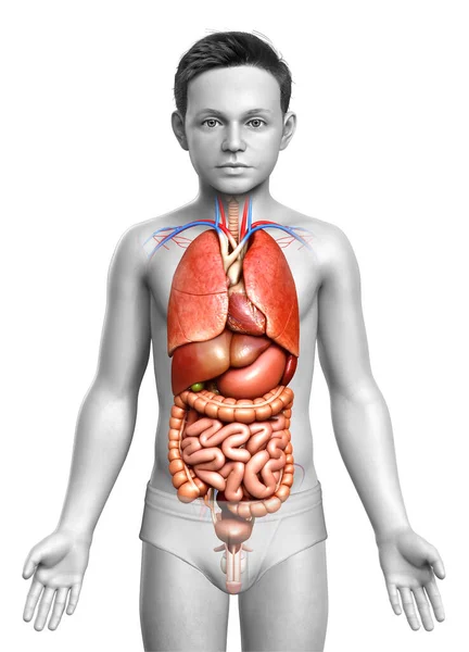 Renderizado Ilustración Médicamente Precisa Niño Órganos Internos — Foto de Stock