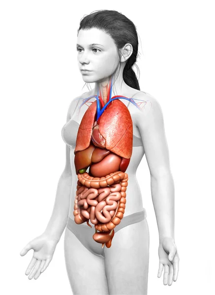 3D对女童内脏器官进行了准确的医学描述 — 图库照片