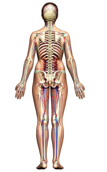 Gerenderte Medizinisch Korrekte Darstellung Weiblicher Innerer Organe Skelett Und Kreislauf — Stockfoto